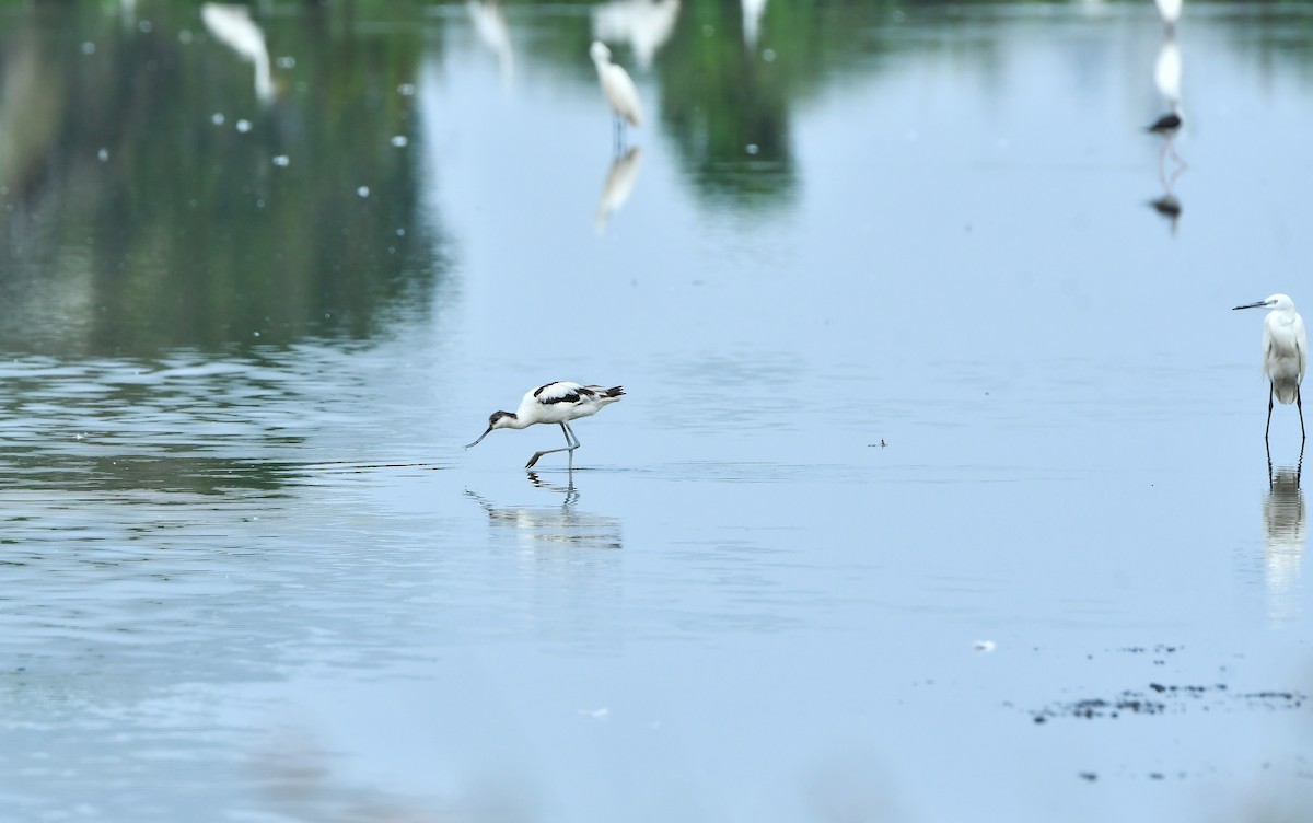 Pied Avocet - ML615981918