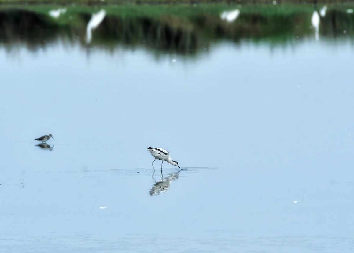 Pied Avocet - ML615981919