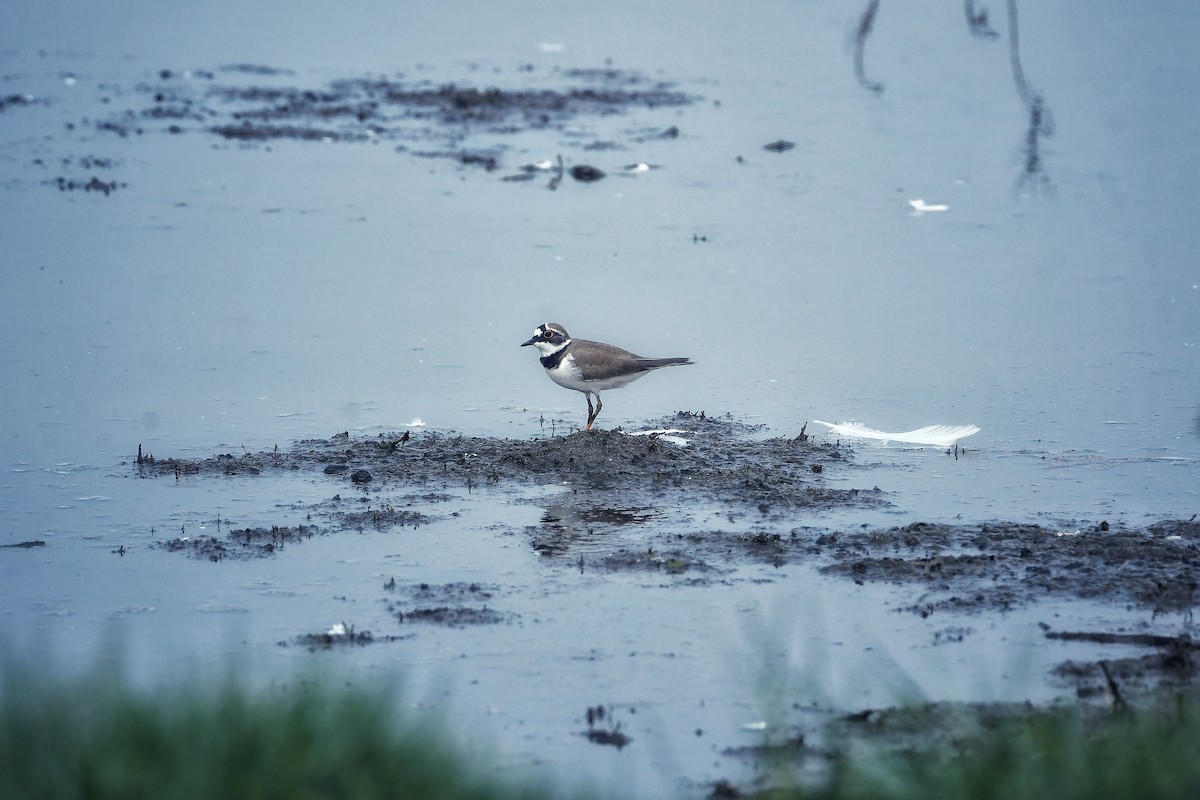 Little Ringed Plover - ML615981921