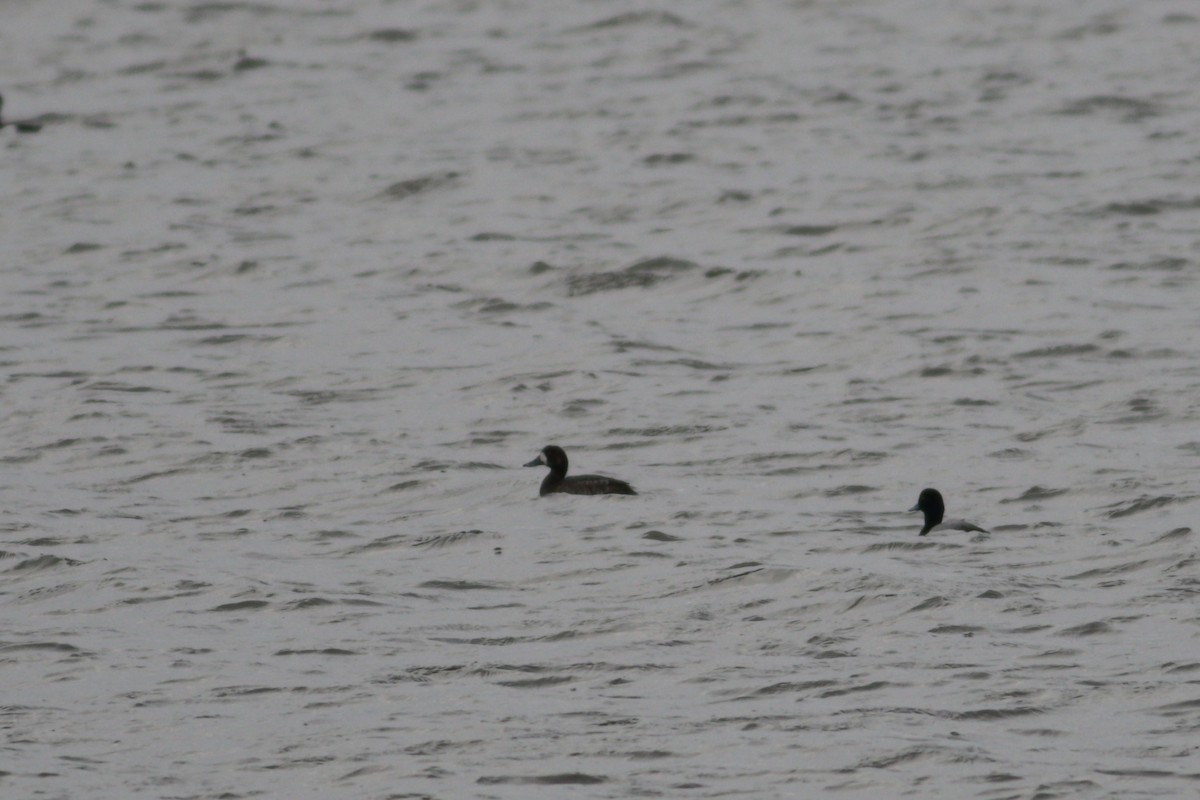 Greater Scaup - ML615981925