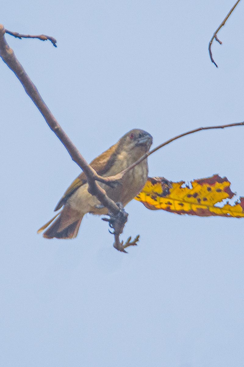 Thick-billed Flowerpecker - ML615981959