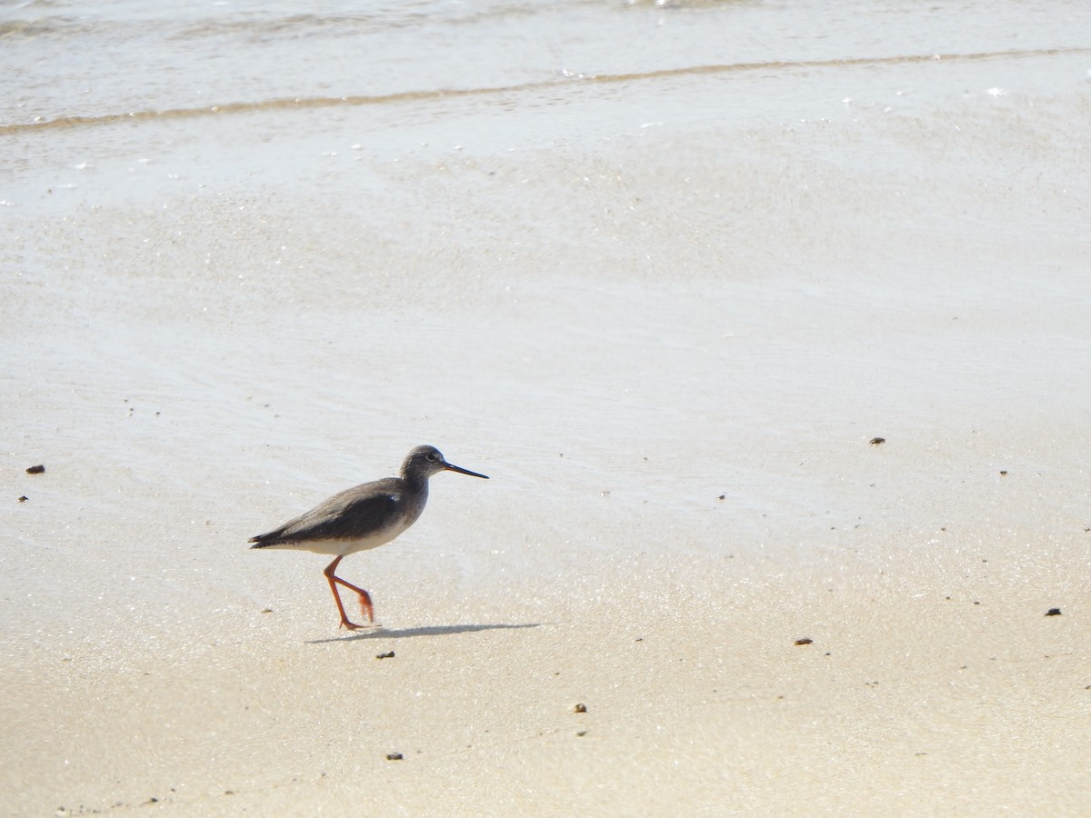 Common Redshank - ML615981960
