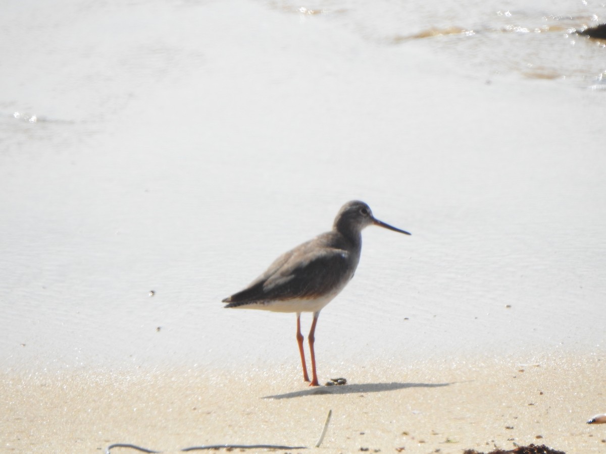 Common Redshank - ML615981962