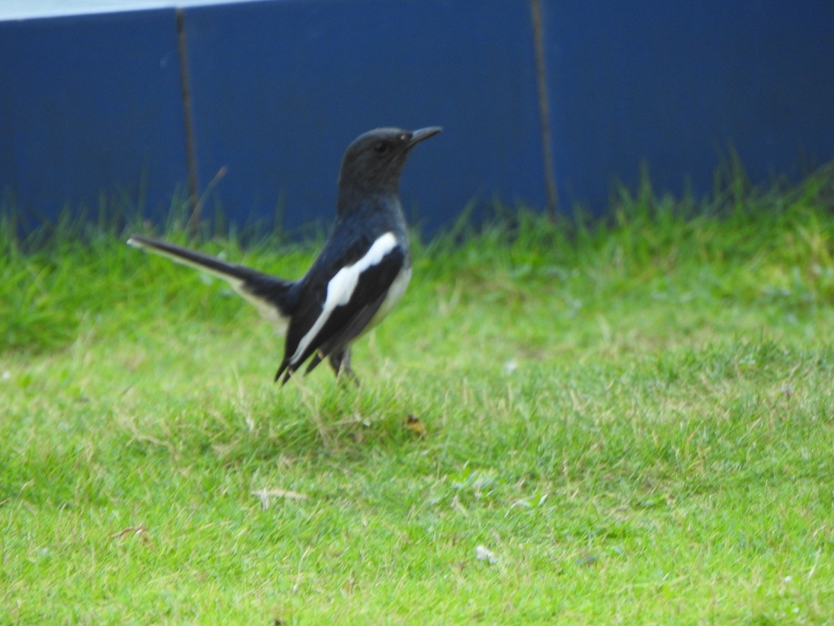 Oriental Magpie-Robin - ML615981972