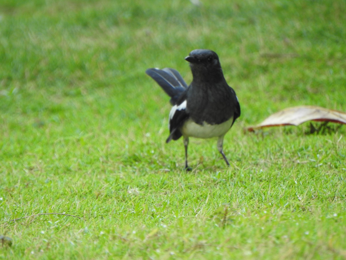 Oriental Magpie-Robin - ML615981973