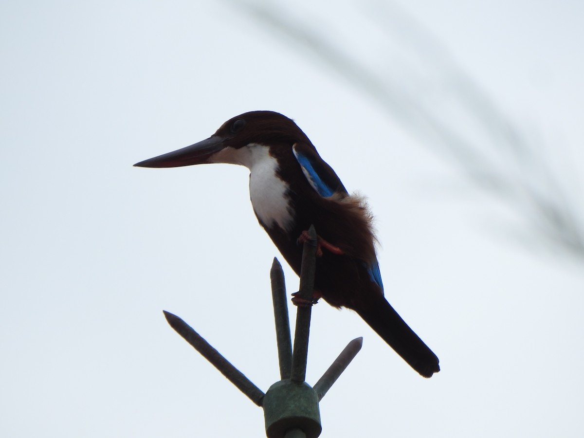 White-throated Kingfisher - ML615981976