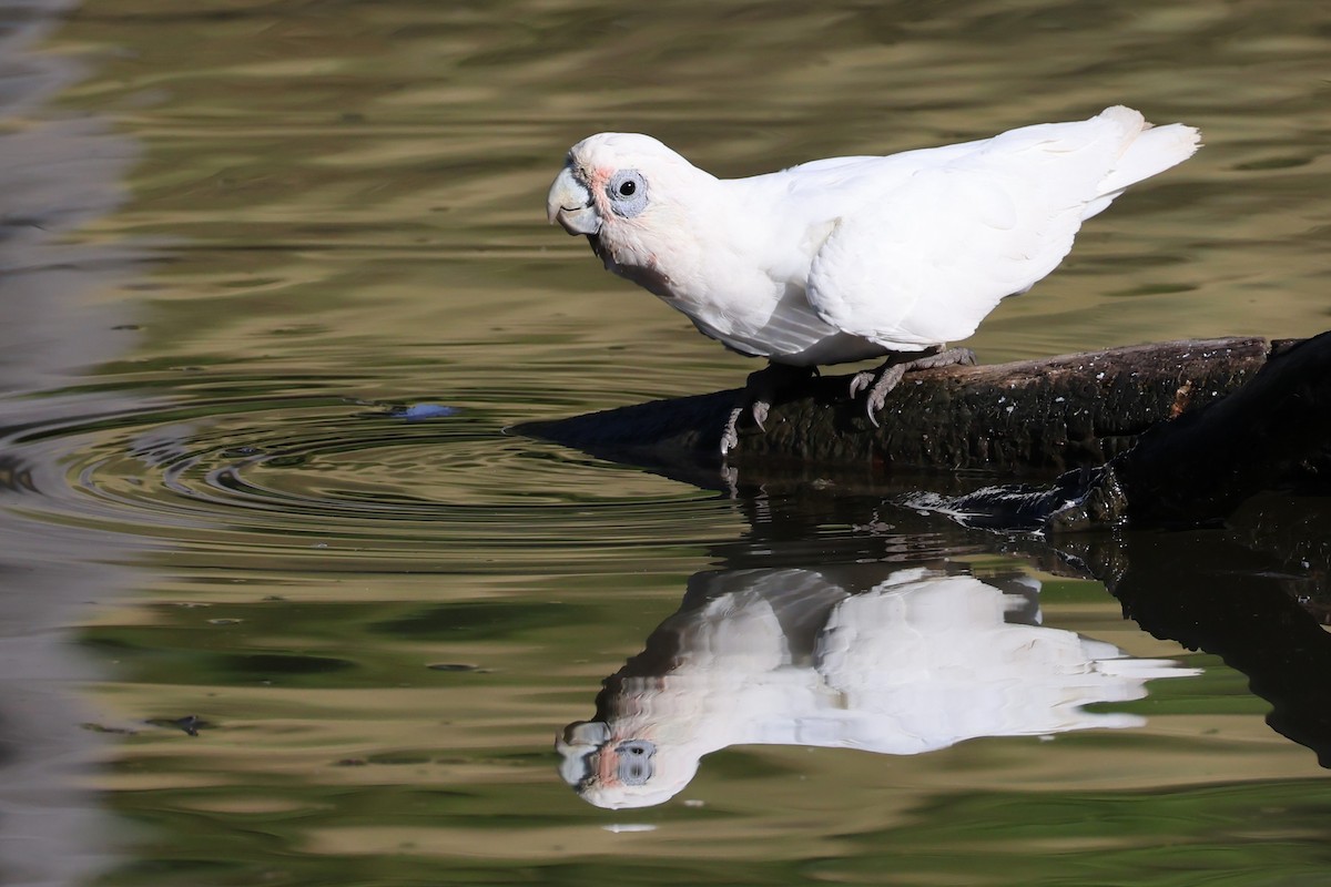 Little Corella - ML615981978