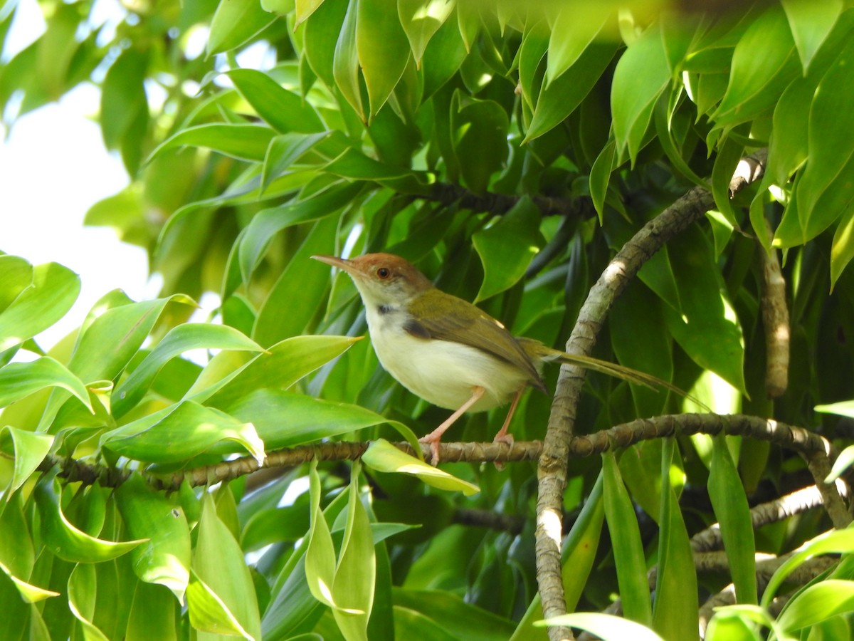 Common Tailorbird - ML615981981