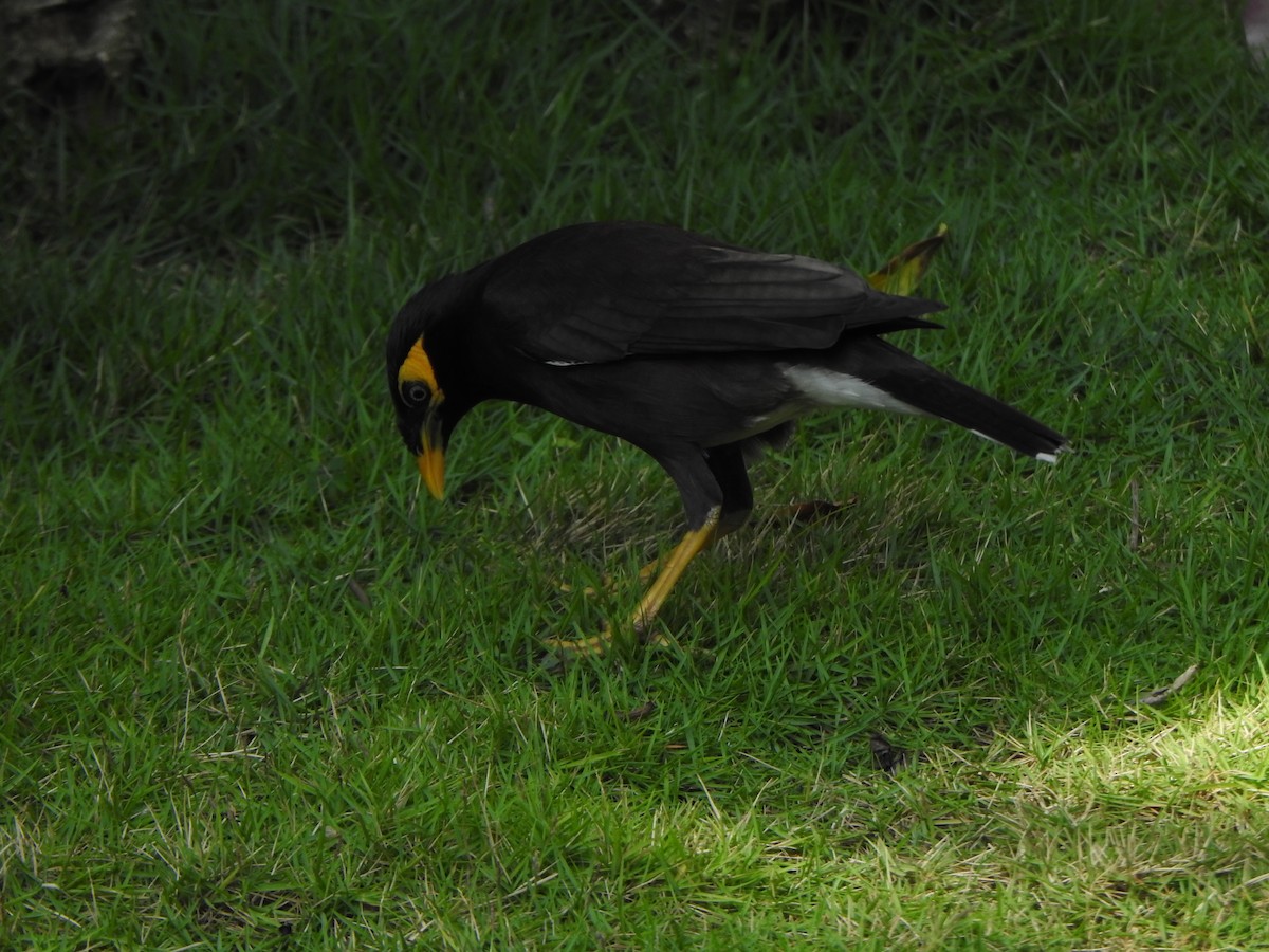 Common Myna - ML615981986