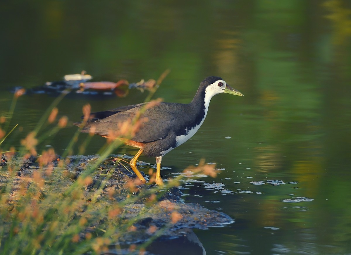 White-breasted Waterhen - ML615981989