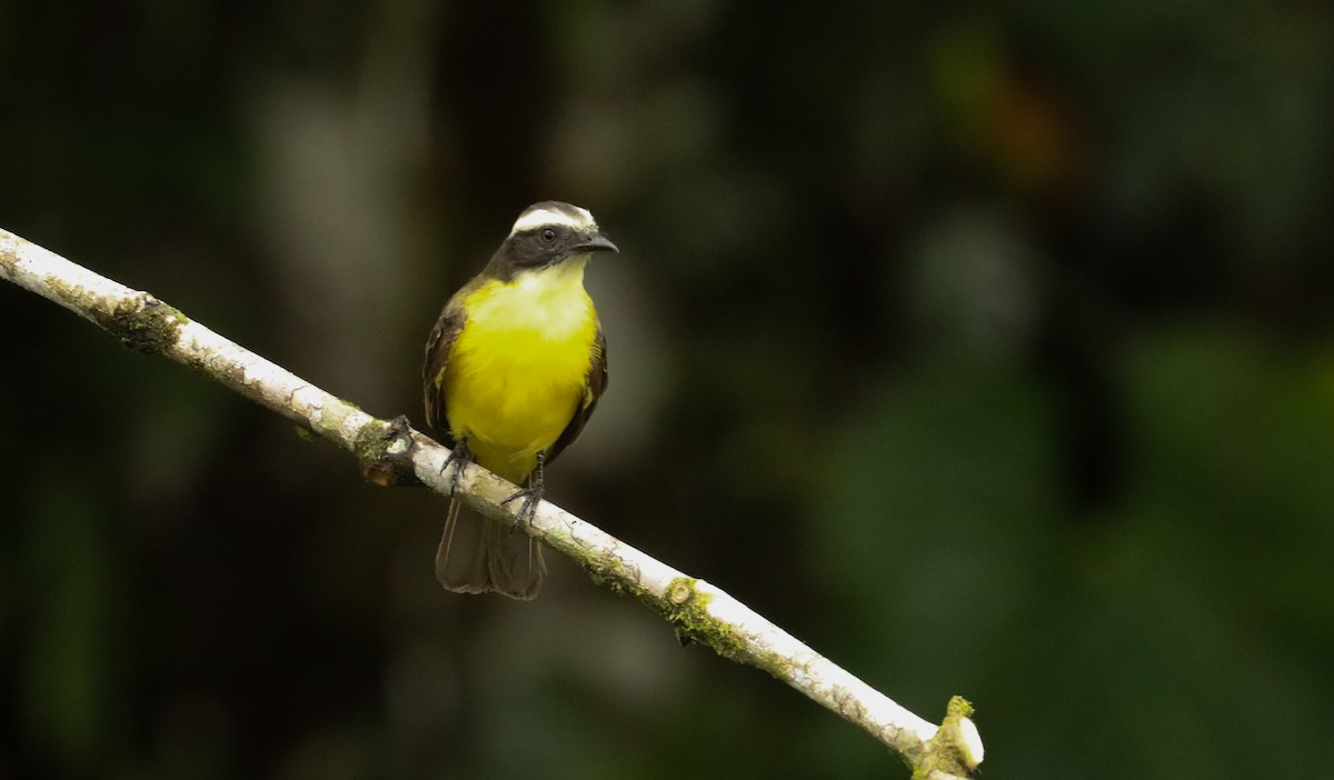 Social Flycatcher - Chuck Gates