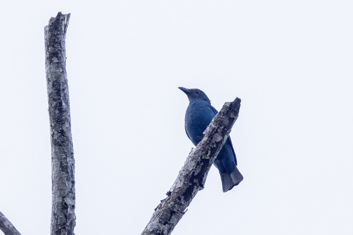 Asian Fairy-bluebird - ML615982008