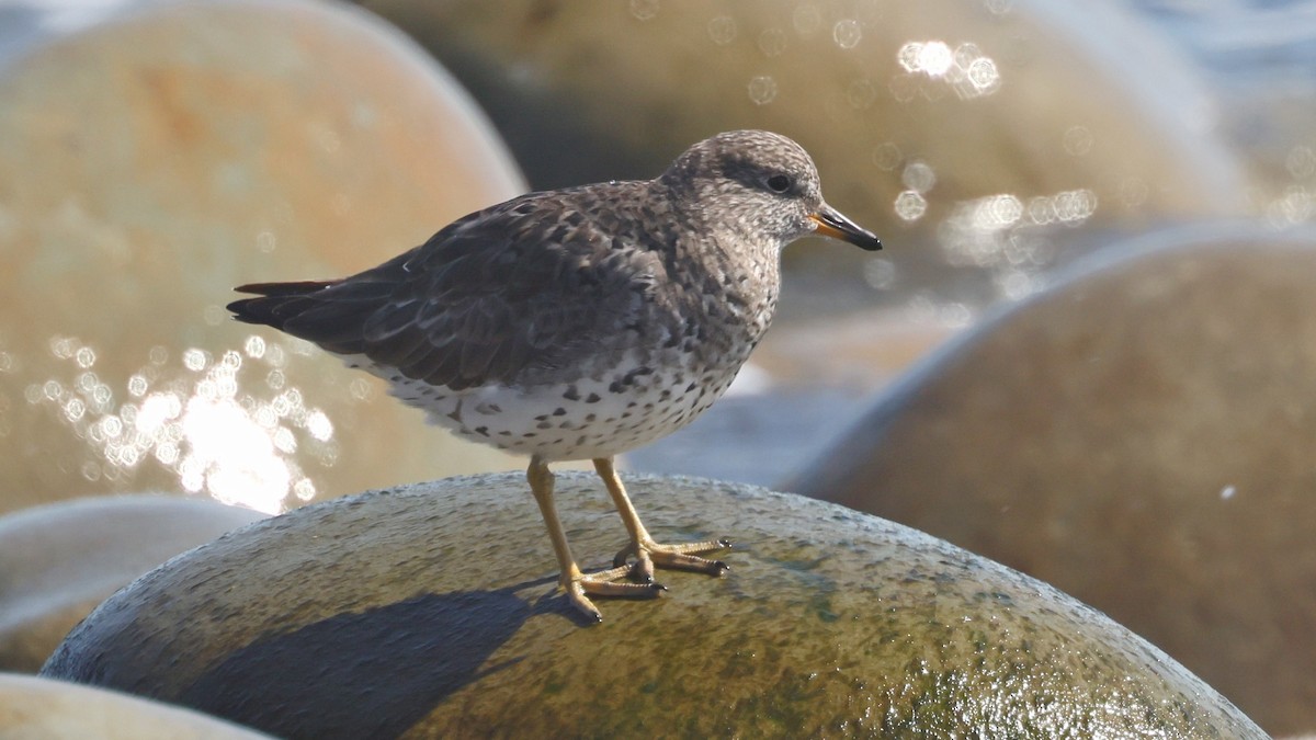 Surfbird - ML615982013