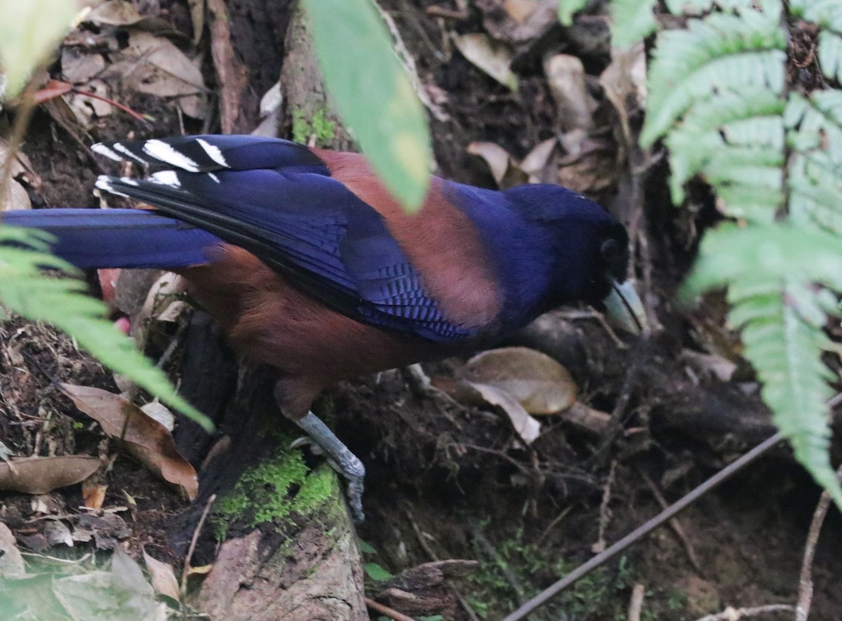 Lidth's Jay - ML615982022