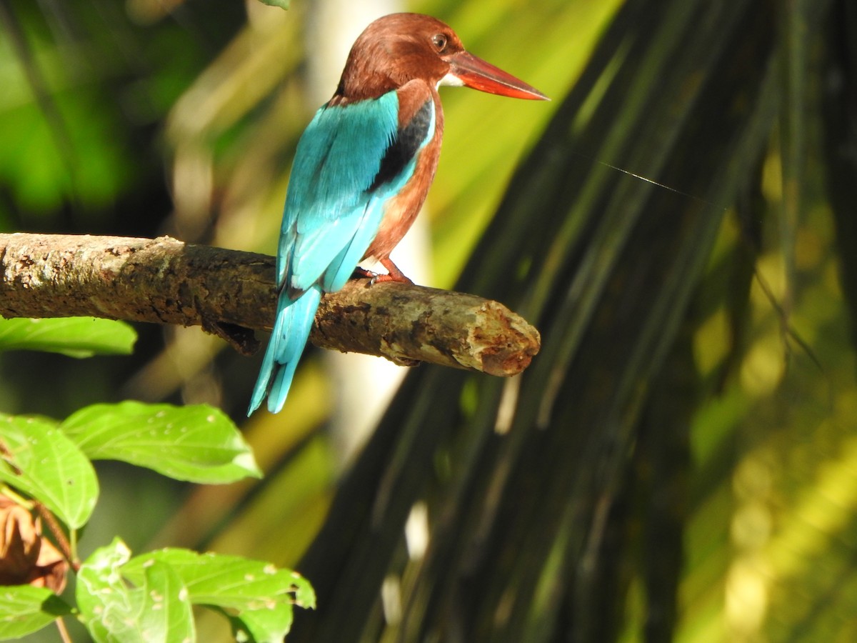White-throated Kingfisher - ML615982030