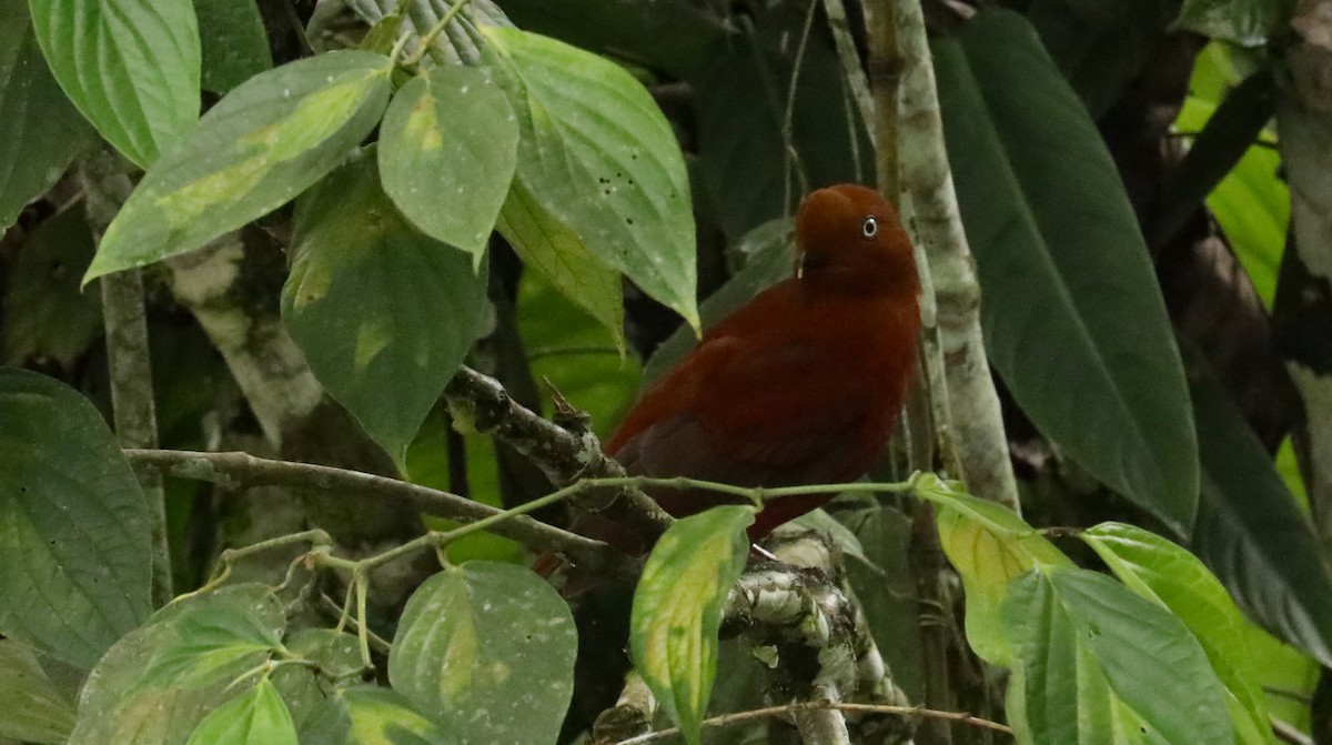 Gallito de las Rocas Peruano - ML615982031