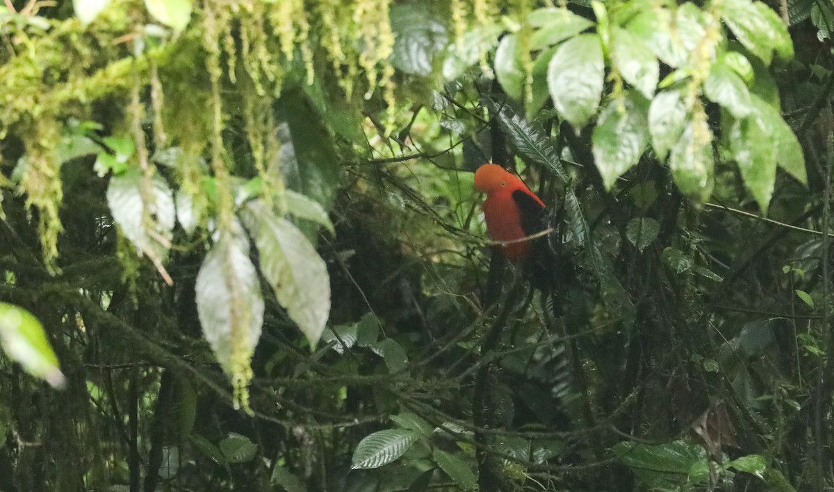 Andean Cock-of-the-rock - ML615982032