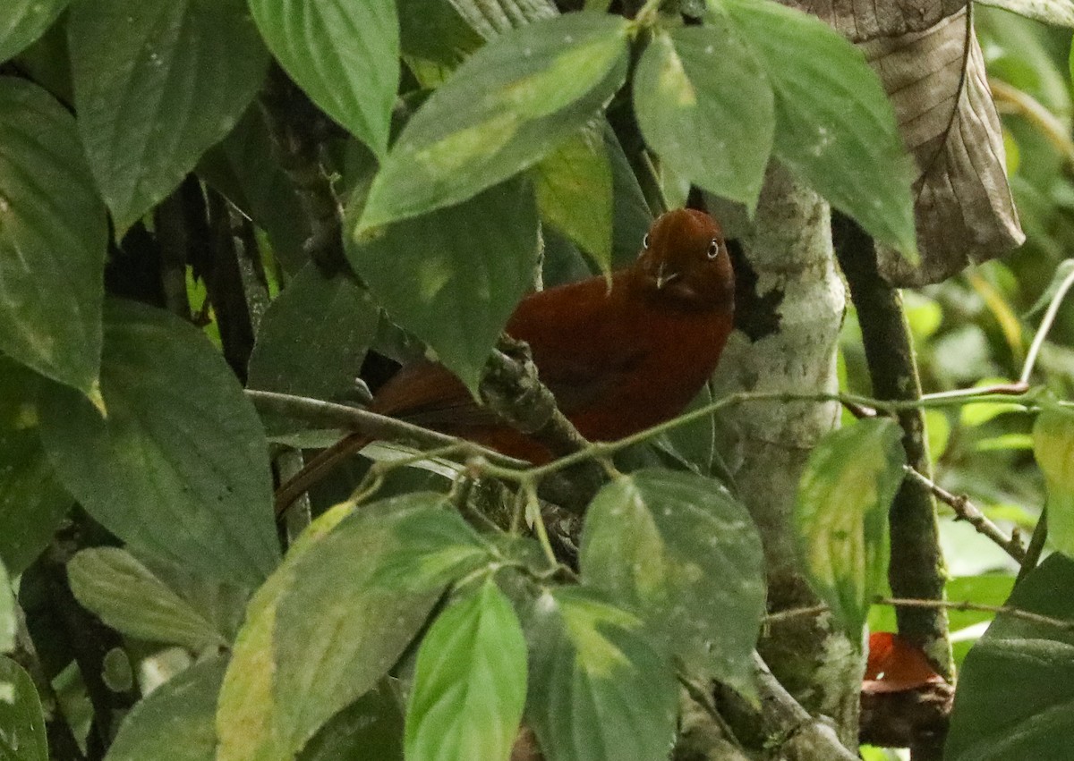 Andean Cock-of-the-rock - ML615982033