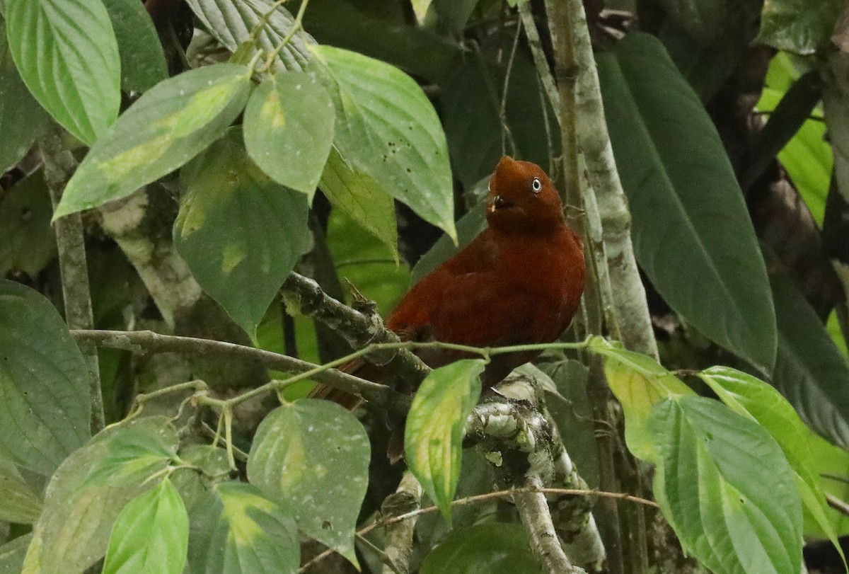 Gallito de las Rocas Peruano - ML615982034