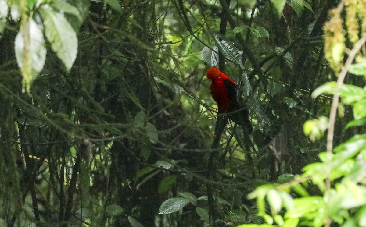 Andean Cock-of-the-rock - ML615982036