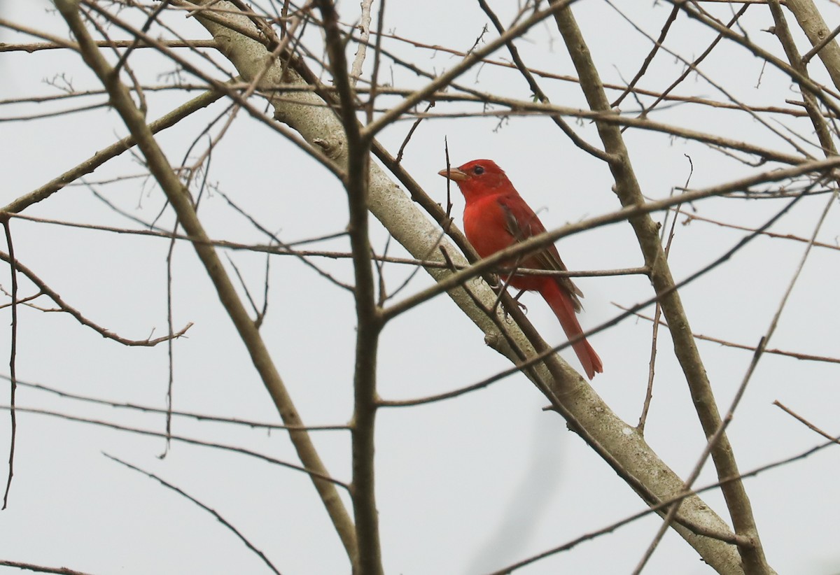 Summer Tanager - Chuck Gates