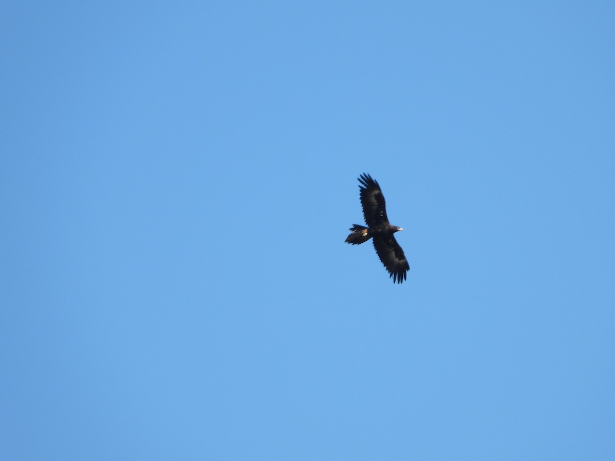 Wedge-tailed Eagle - ML615982056