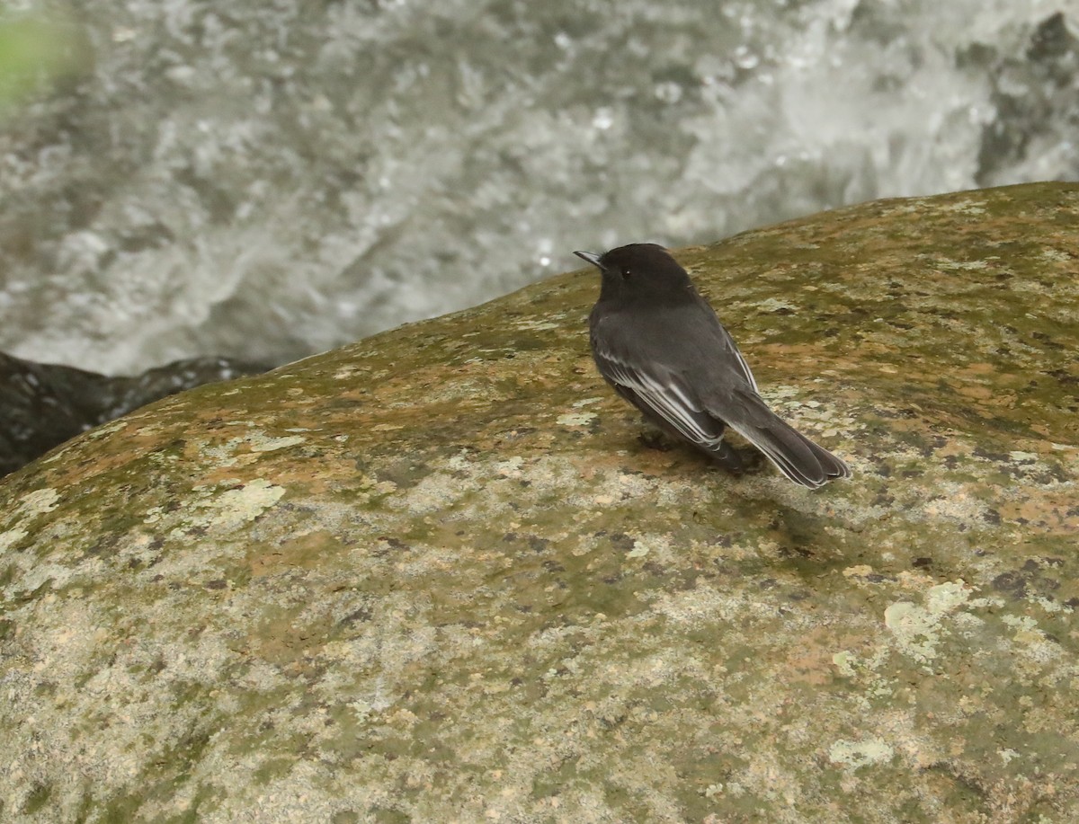 Black Phoebe - ML615982060