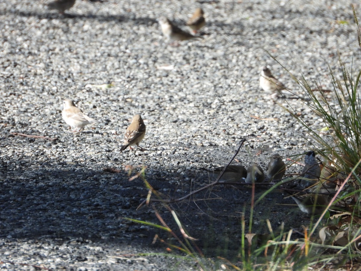 Plum-headed Finch - ML615982079