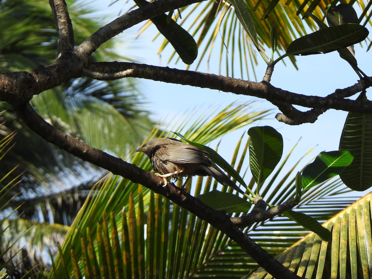 Yellow-billed Babbler - ML615982088
