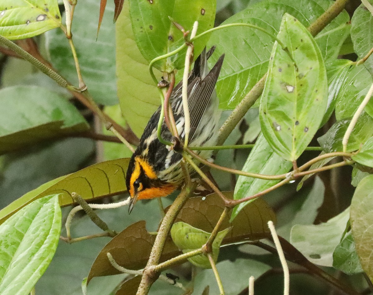 Blackburnian Warbler - ML615982126