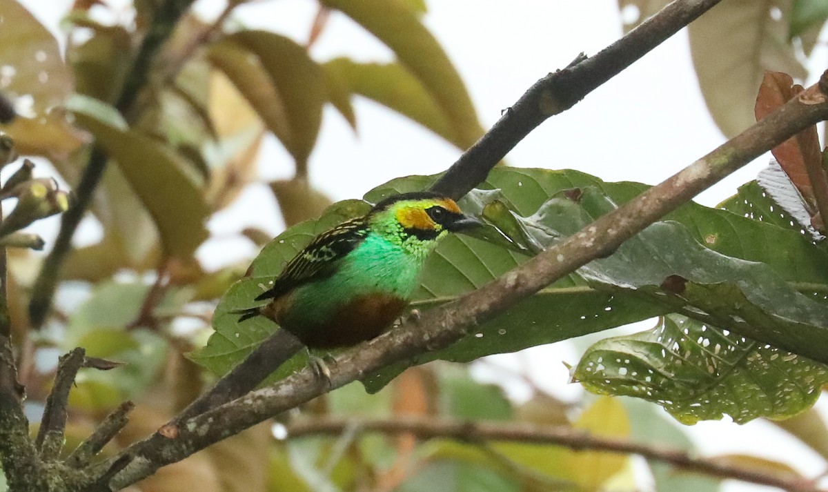 Golden-eared Tanager - Chuck Gates