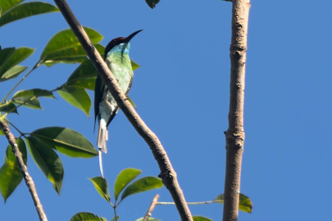 Blue-throated Bee-eater - Zebedee Muller
