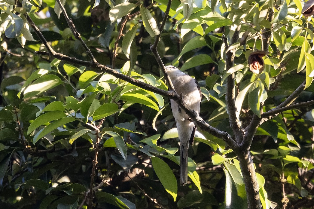 Brown-rumped Minivet - ML615982194