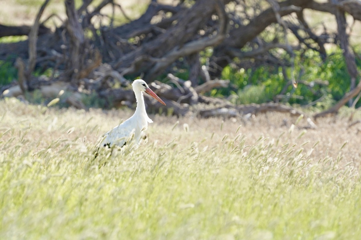 White Stork - Daniel Winzeler