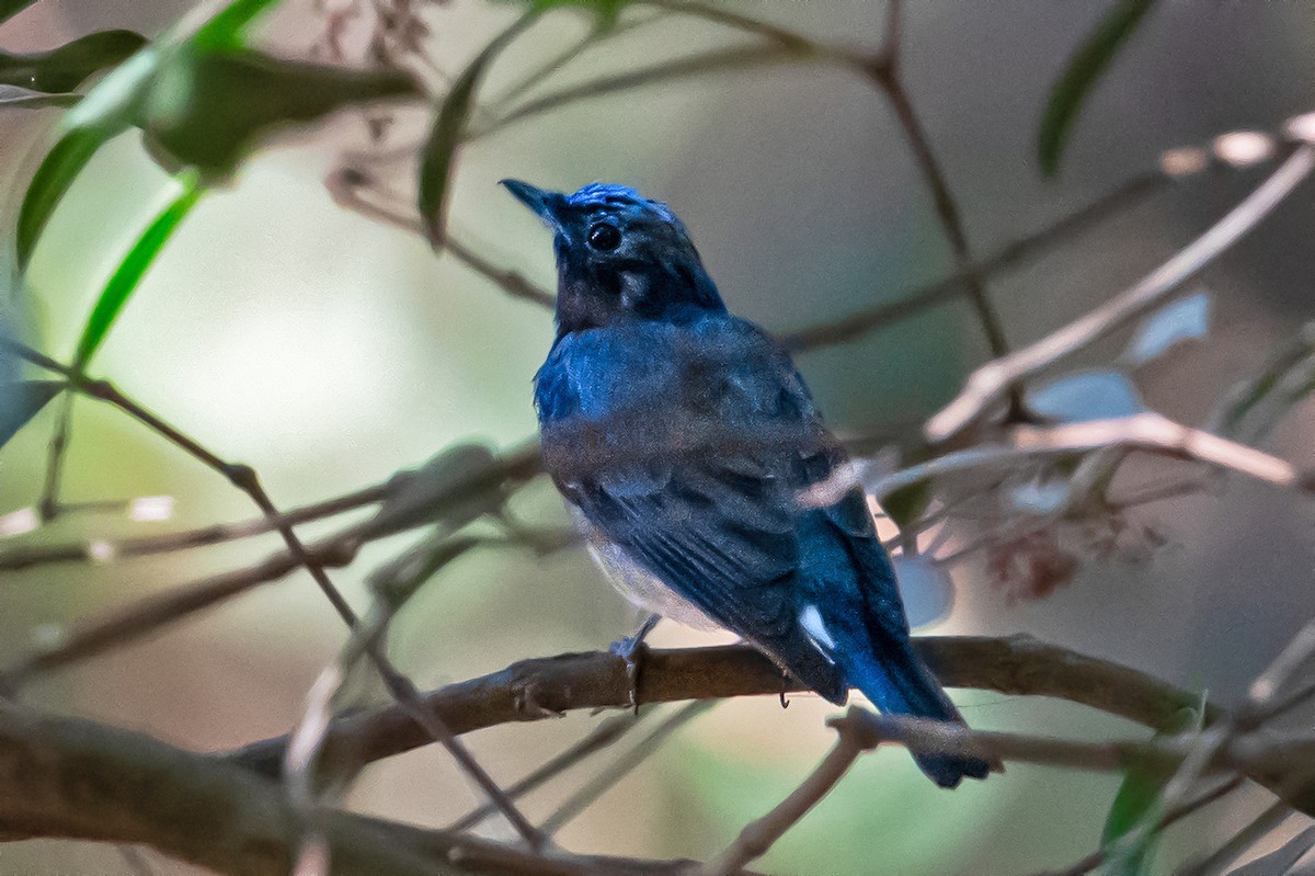 Blue-and-white Flycatcher - ML615982196