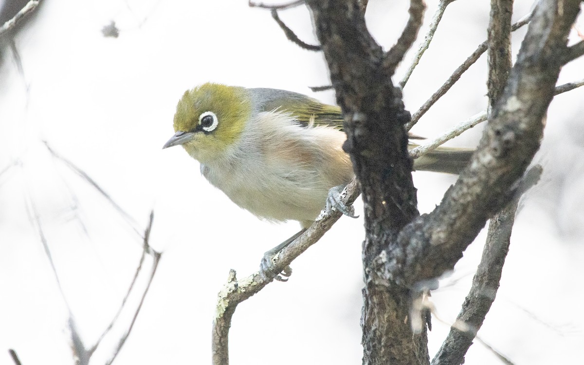 Silvereye - Tom Dougherty