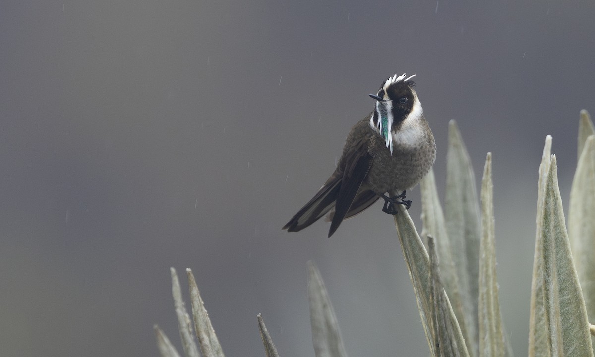 Green-bearded Helmetcrest - ML615982238