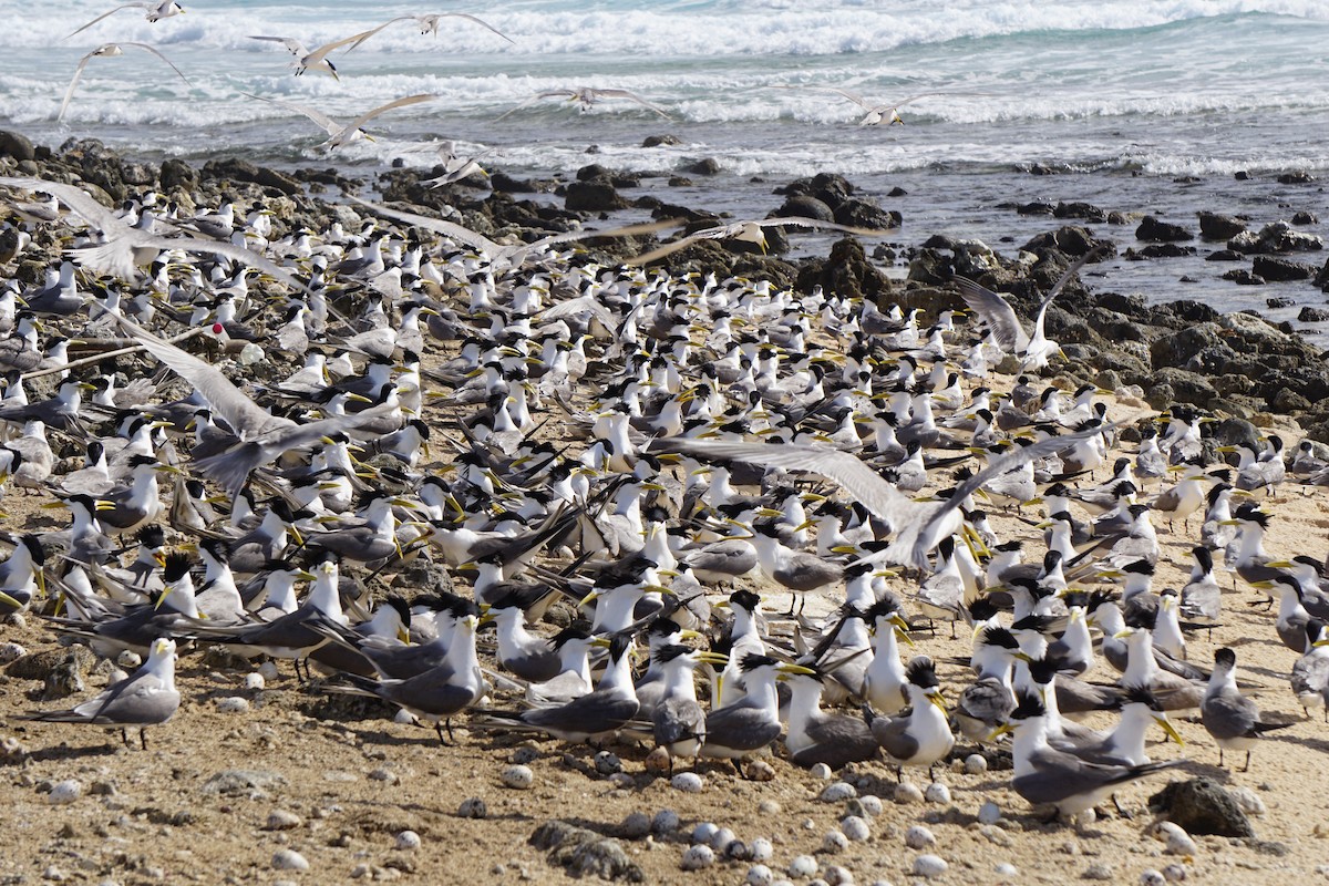 Great Crested Tern - Lolita Kyarii Gibbons