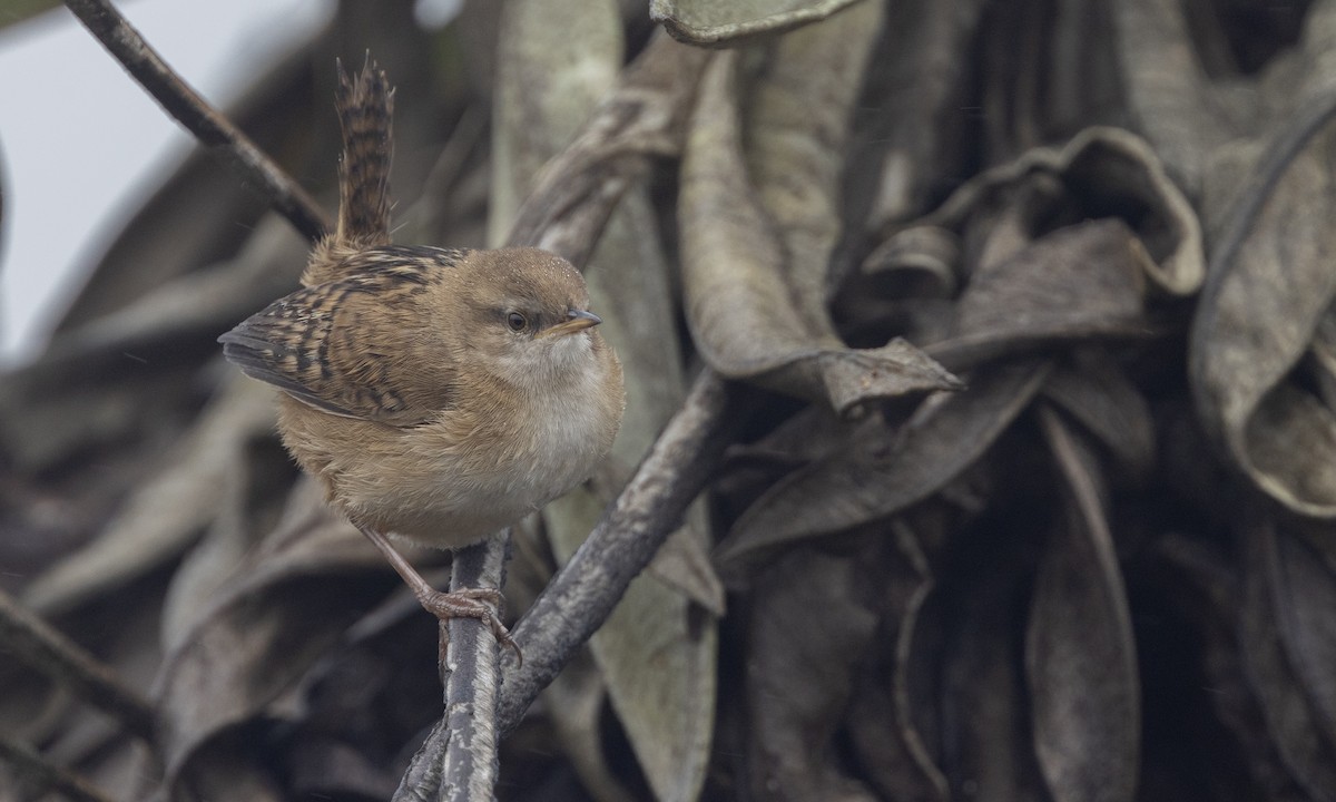 Apolinar's Wren - Zak Pohlen