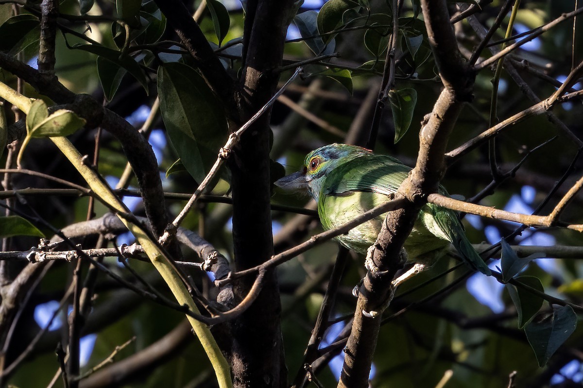 Moustached Barbet - Niall D Perrins