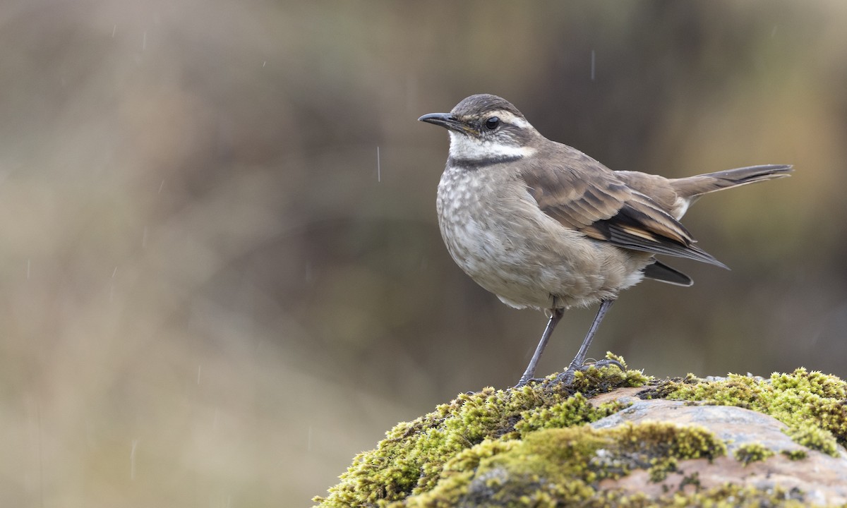 Chestnut-winged Cinclodes - ML615982254