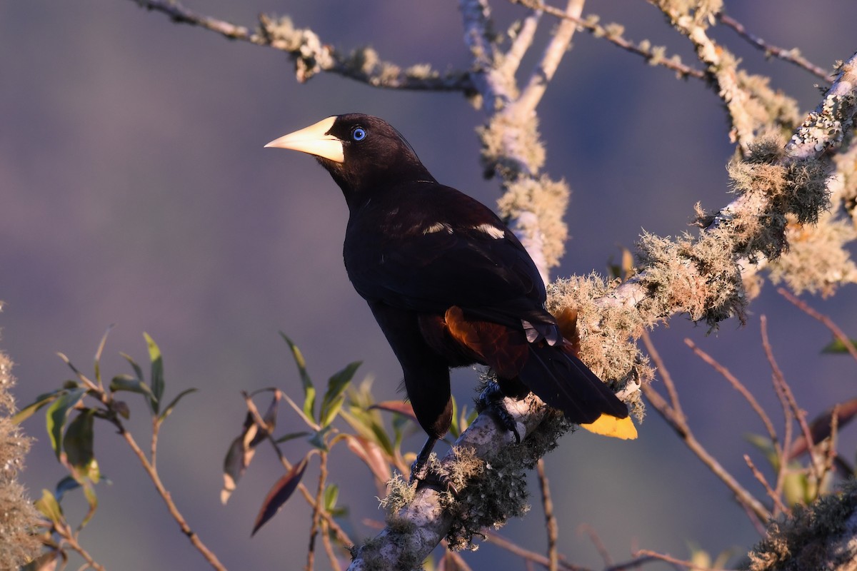 Crested Oropendola - Christian Engel