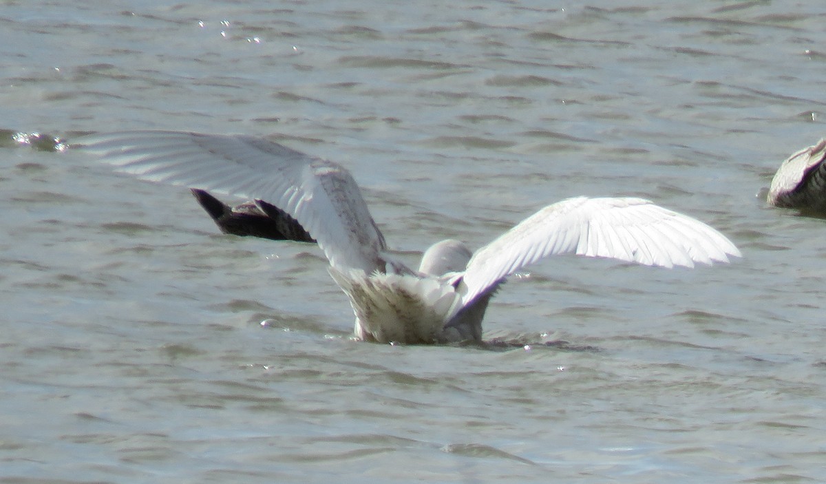 Glaucous Gull - Noah Arthur