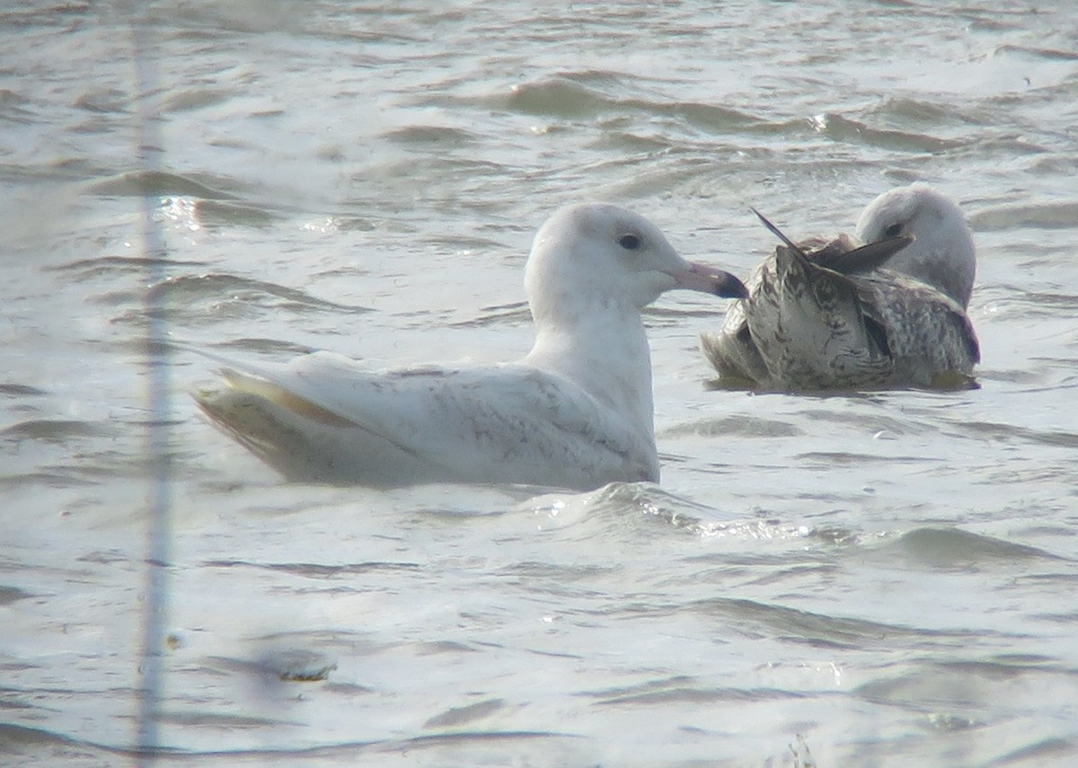 Glaucous Gull - Noah Arthur