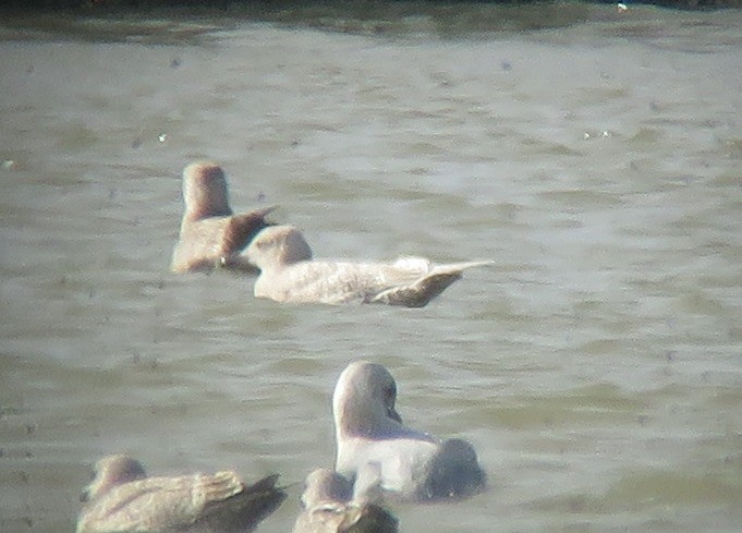 Iceland Gull (thayeri/kumlieni) - Noah Arthur