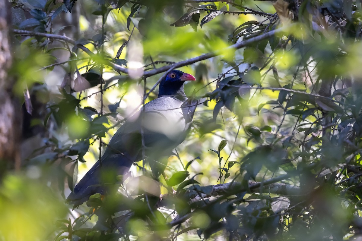 Coral-billed Ground-Cuckoo - ML615982333