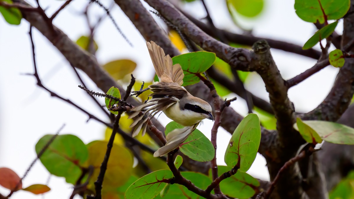 Long-tailed Shrike - Soong Ming Wong