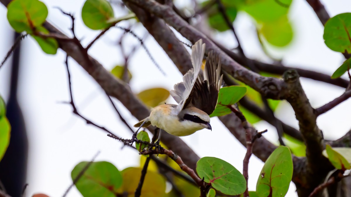 Long-tailed Shrike - Soong Ming Wong