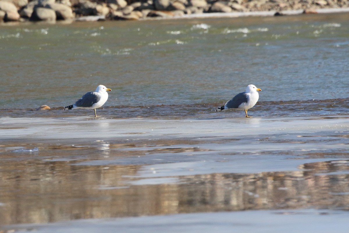 California Gull - ML615982352