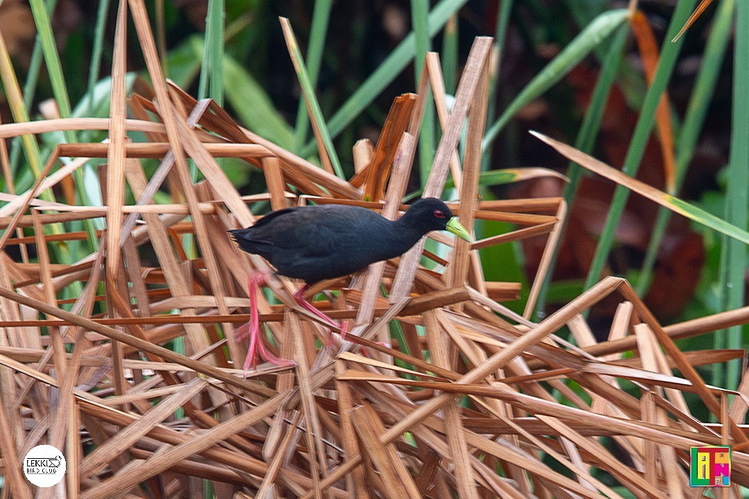 アフリカクロクイナ - ML615982353